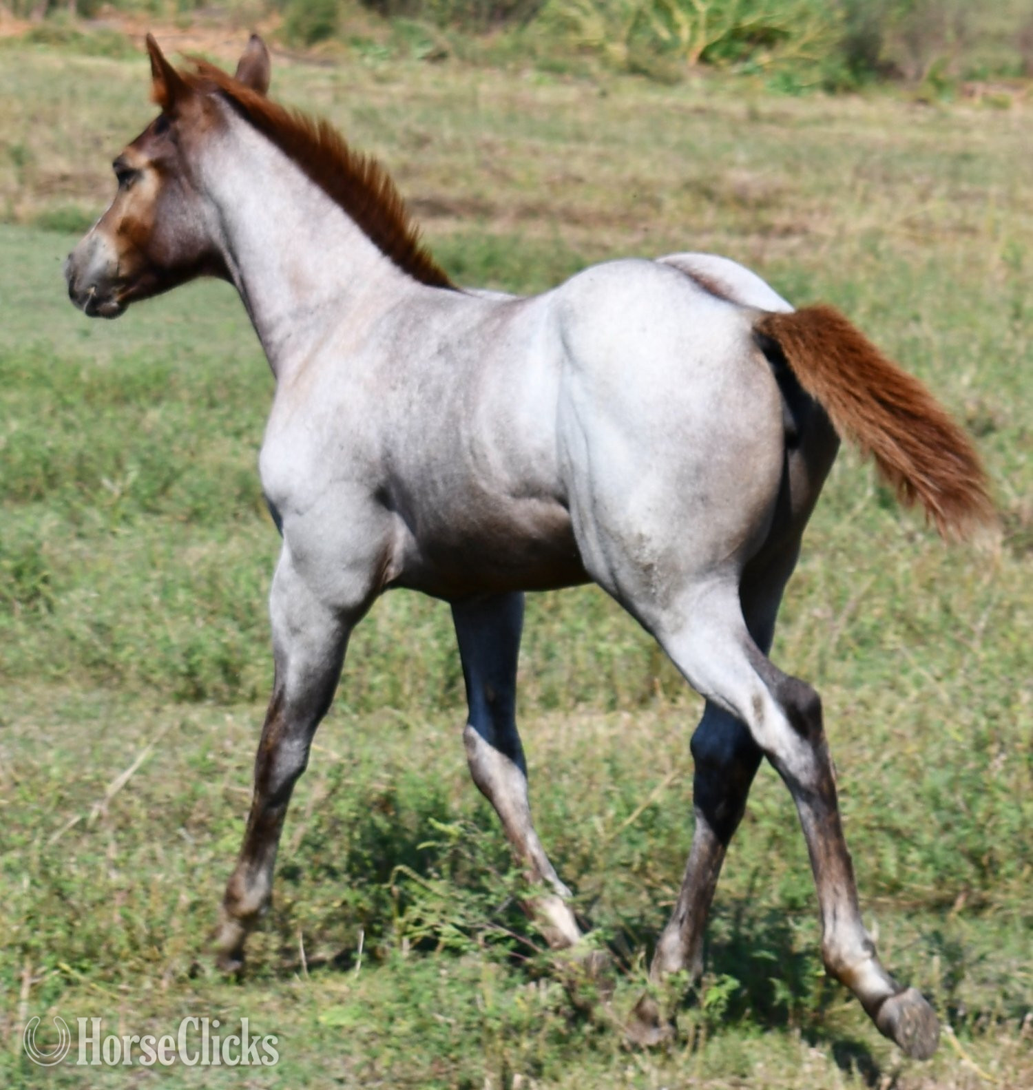 "Sizzlin Sann" Red Roan Filly Quarter Horse - Quarter Horse in Missouri