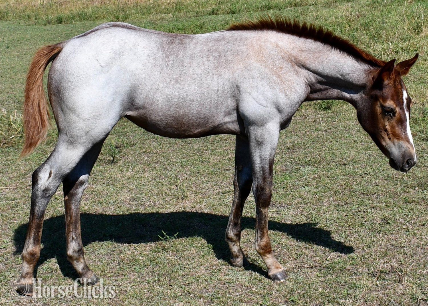 Quarter Horse - "Sizzlin Sann" Red Roan Filly Quarter Horse in Missouri
