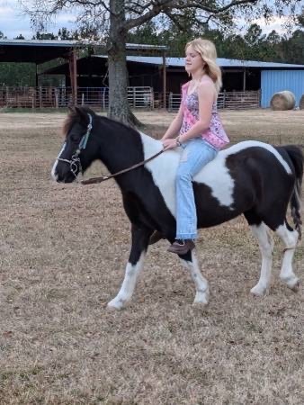 "Mr. Mcwhinney " Black Gelding Pony