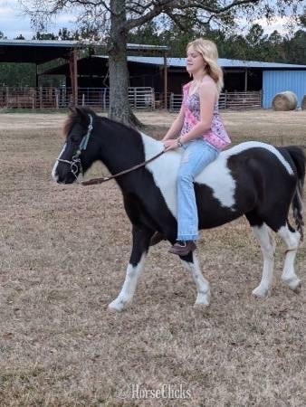"Mr. Mcwhinney " Black Gelding Pony in Georgia