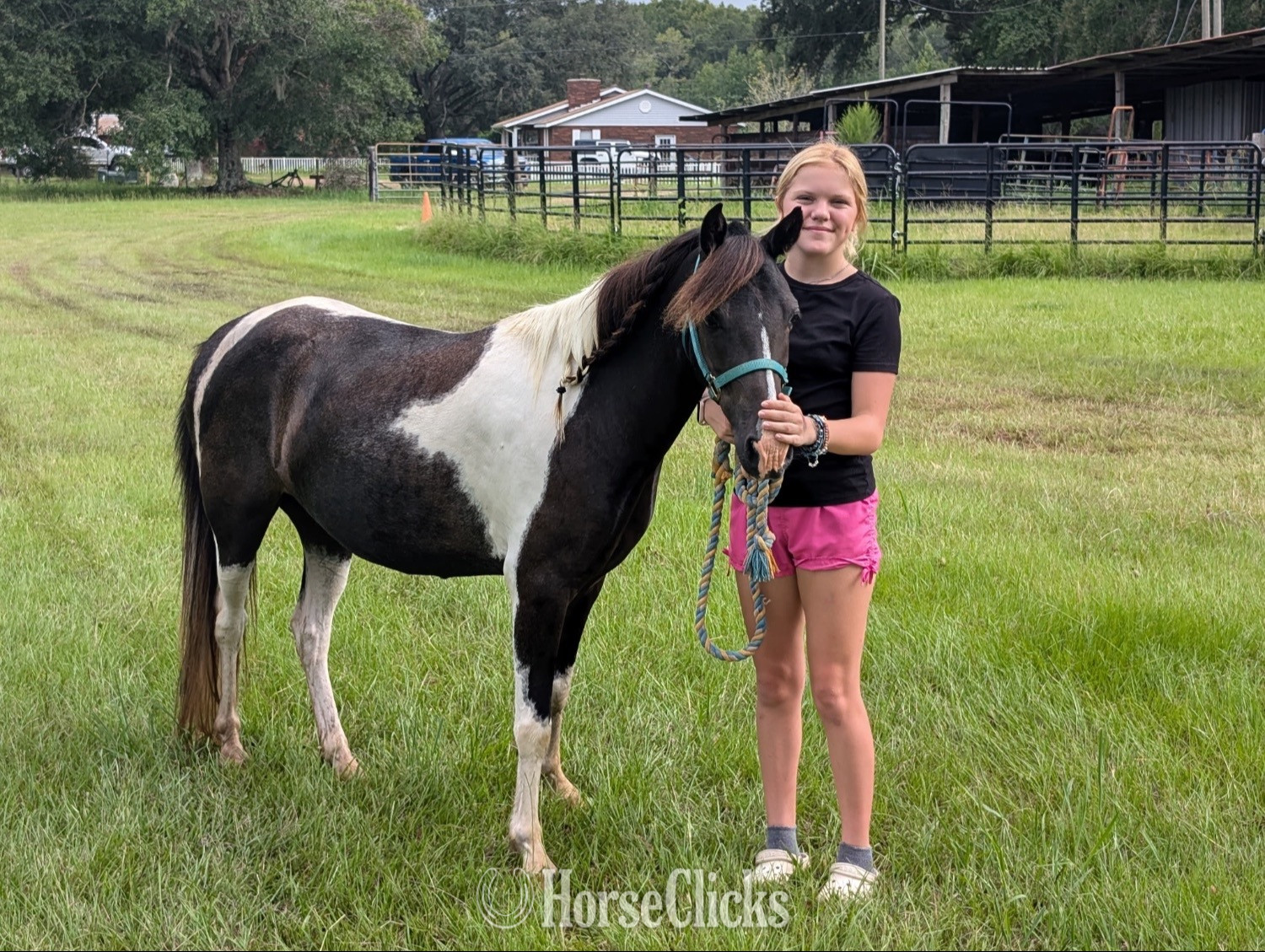 "Mr. Mcwhinney " Black Gelding Pony