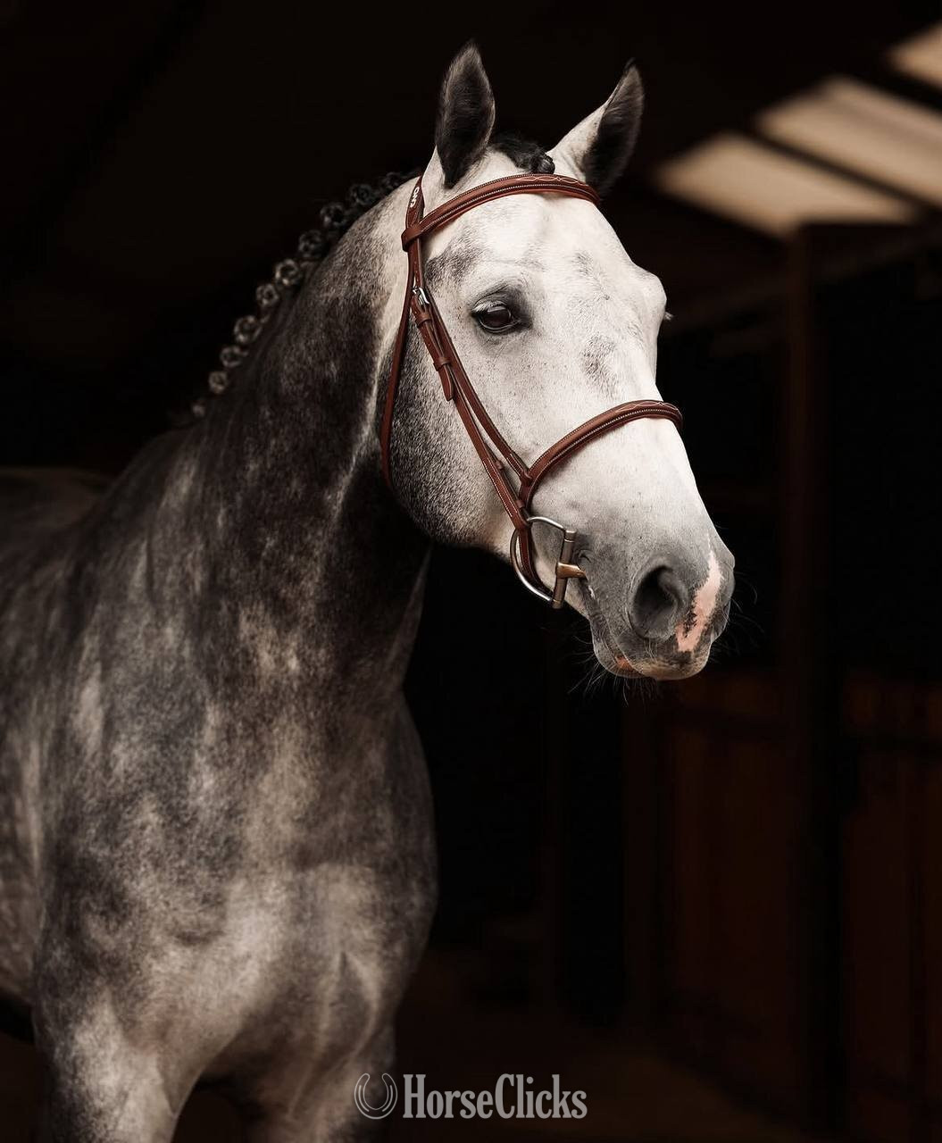 "Abercrombie" Grey Stallion Warmblood in Texas