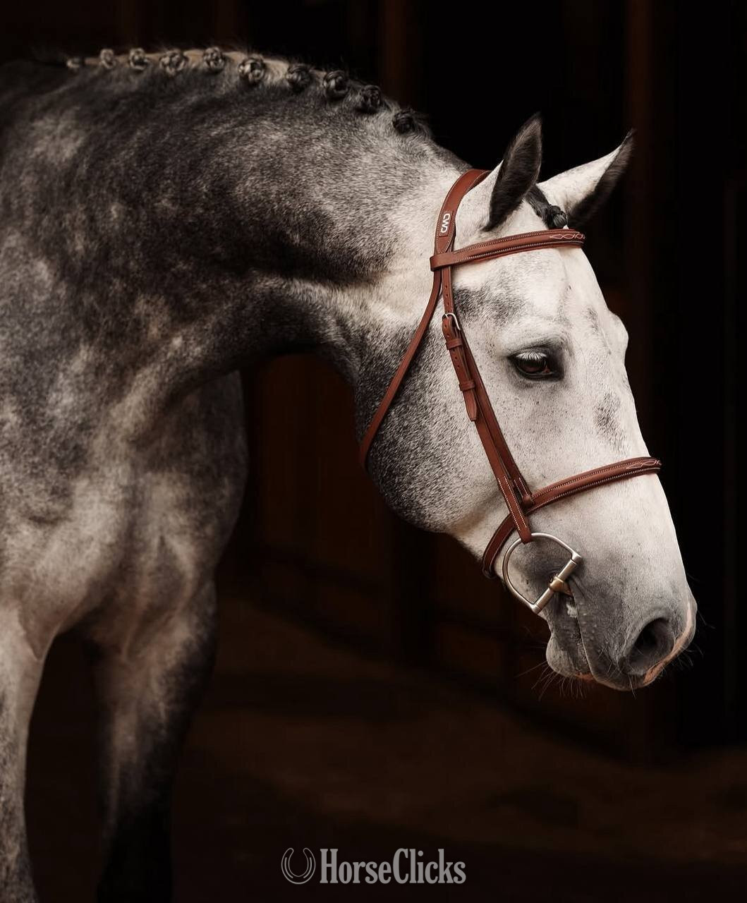 "Abercrombie" Grey Stallion Warmblood