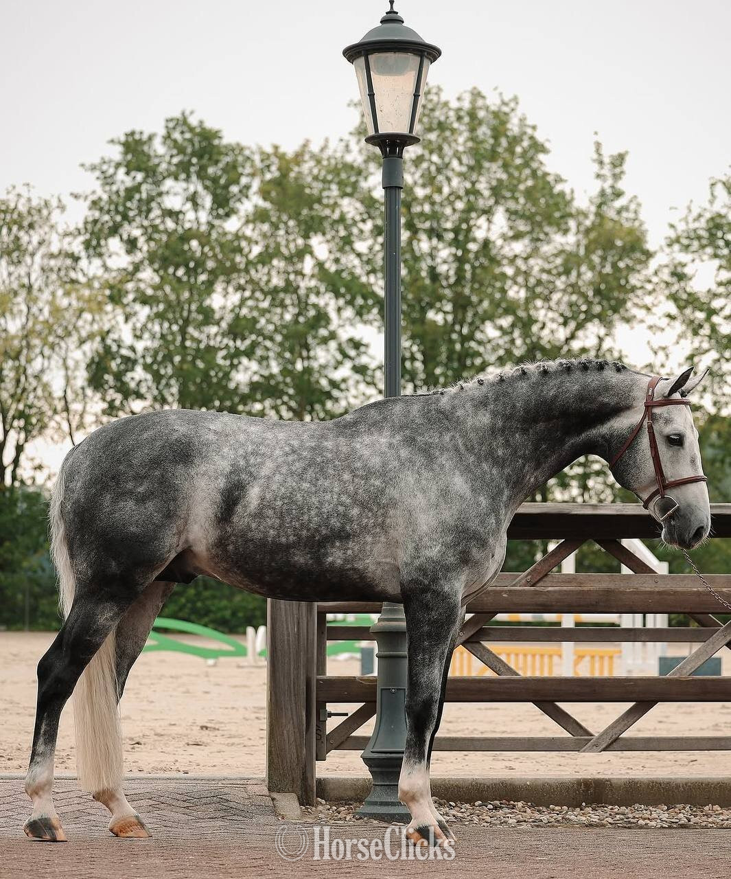 Texas "Abercrombie" Grey Stallion Warmblood