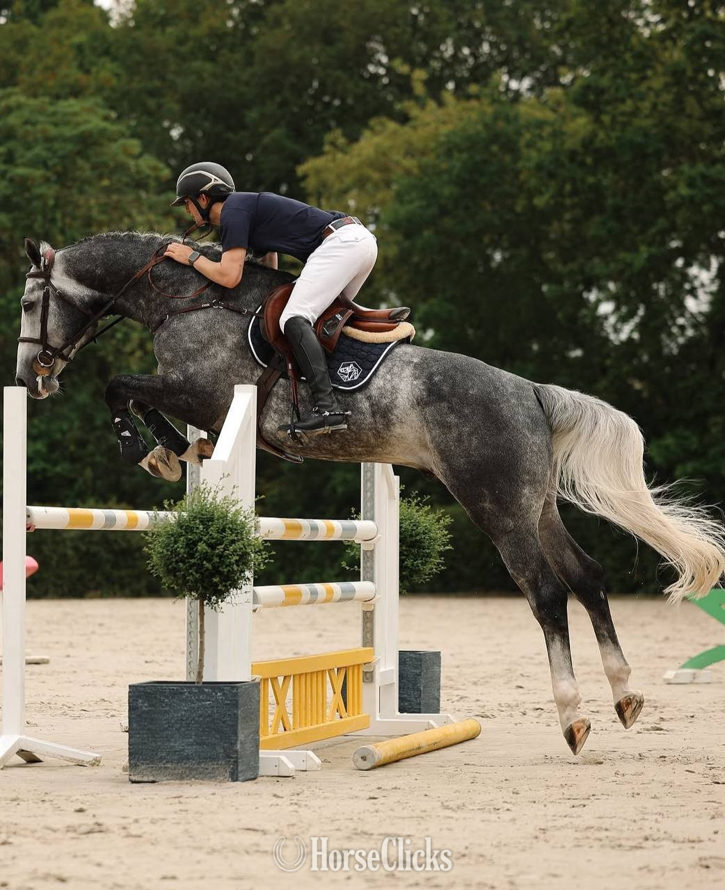 "Abercrombie" Grey Stallion Warmblood - Warmblood