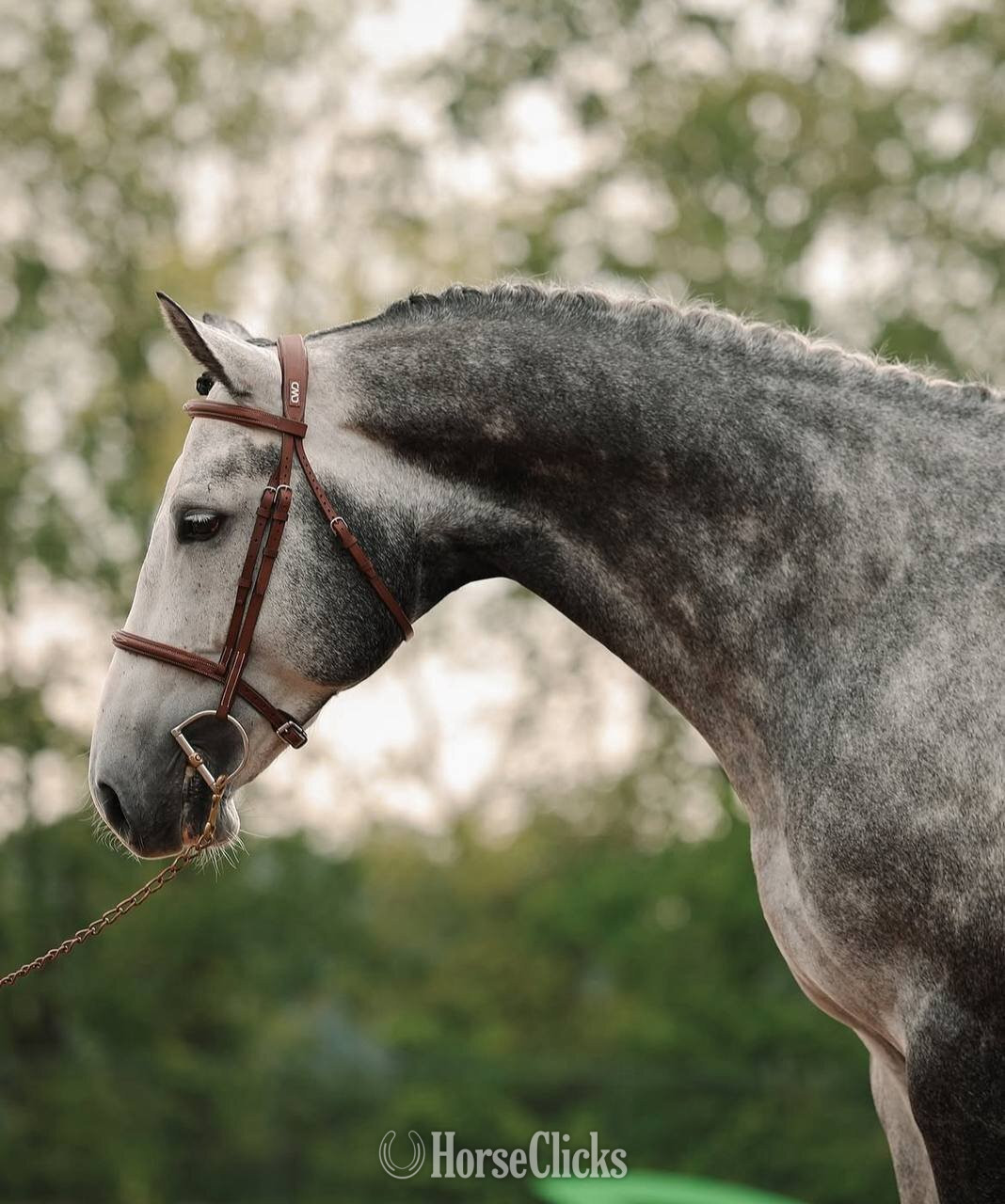 "Abercrombie" Grey Stallion Warmblood Texas