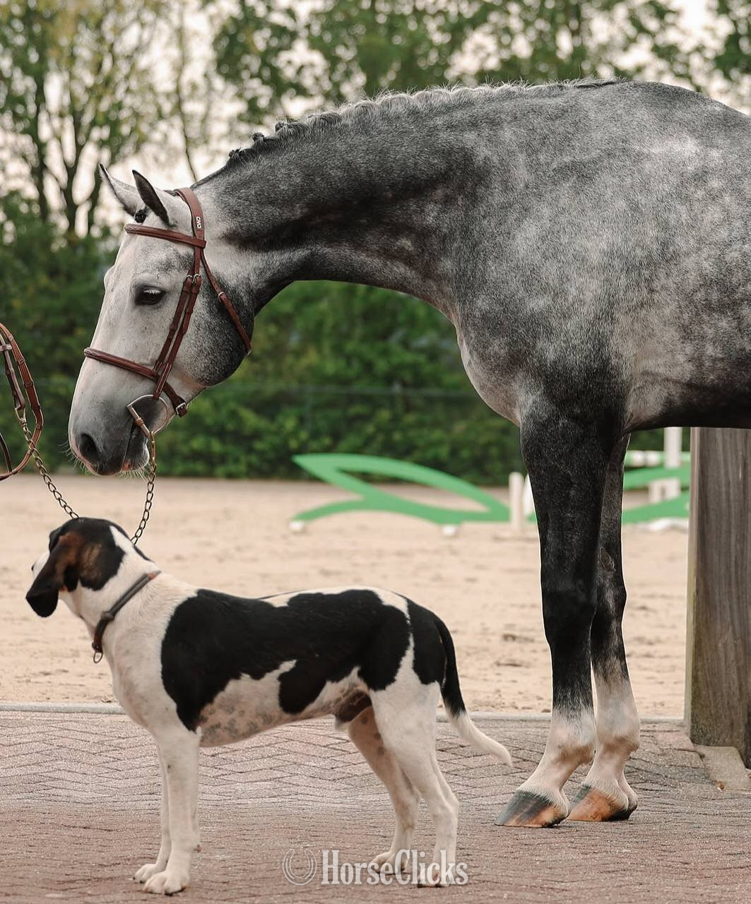 Warmblood - "Abercrombie" Grey Stallion Warmblood in Texas