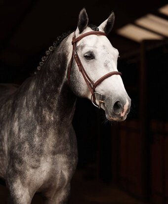 "Abercrombie" Grey Stallion Warmblood