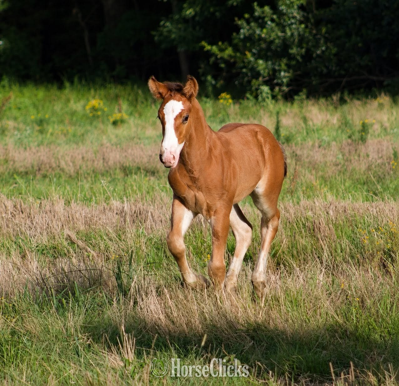 "SEVENS VALIANT KNIGHT" Bay Colt Gypsy Vanner in Texas