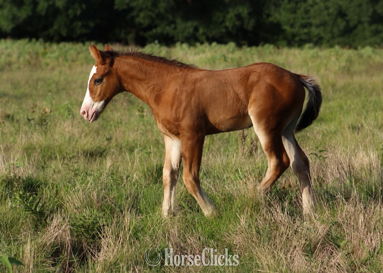 "SEVENS VALIANT KNIGHT" Bay Colt Gypsy Vanner