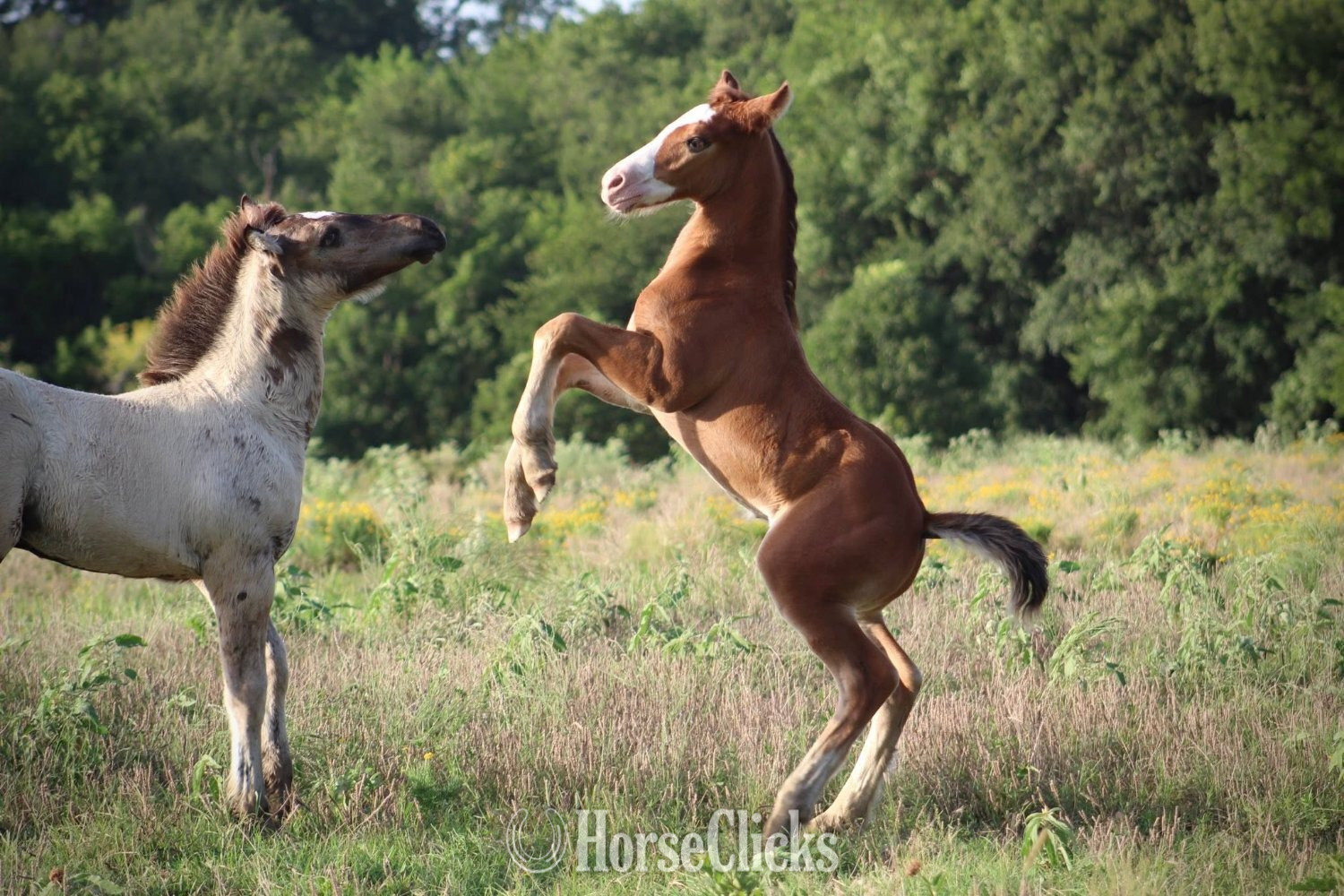 Texas "SEVENS VALIANT KNIGHT" Bay Colt Gypsy Vanner