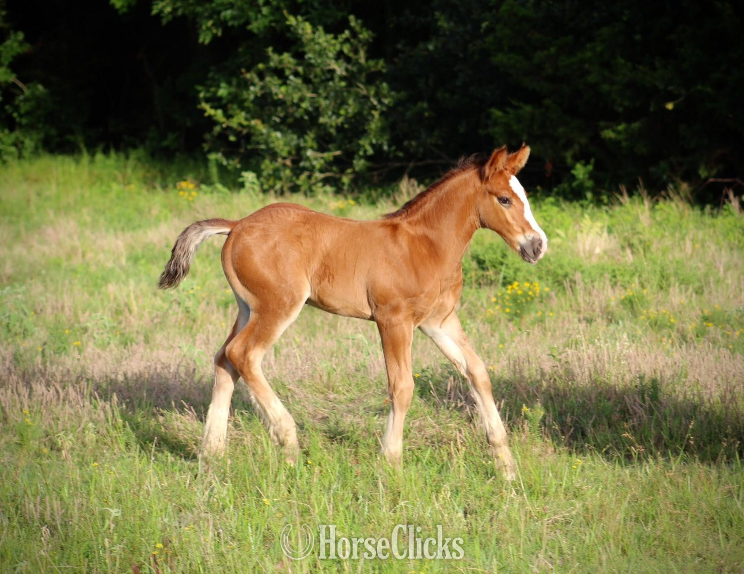 "SEVENS VALIANT KNIGHT" Bay Colt Gypsy Vanner - Gypsy Vanner