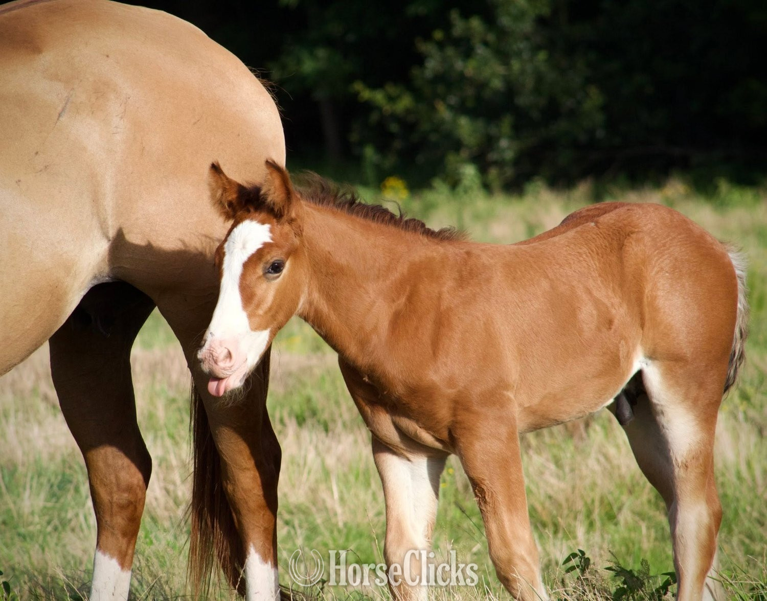 "SEVENS VALIANT KNIGHT" Bay Colt Gypsy Vanner Texas