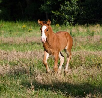 "SEVENS VALIANT KNIGHT" Bay Colt Gypsy Vanner
