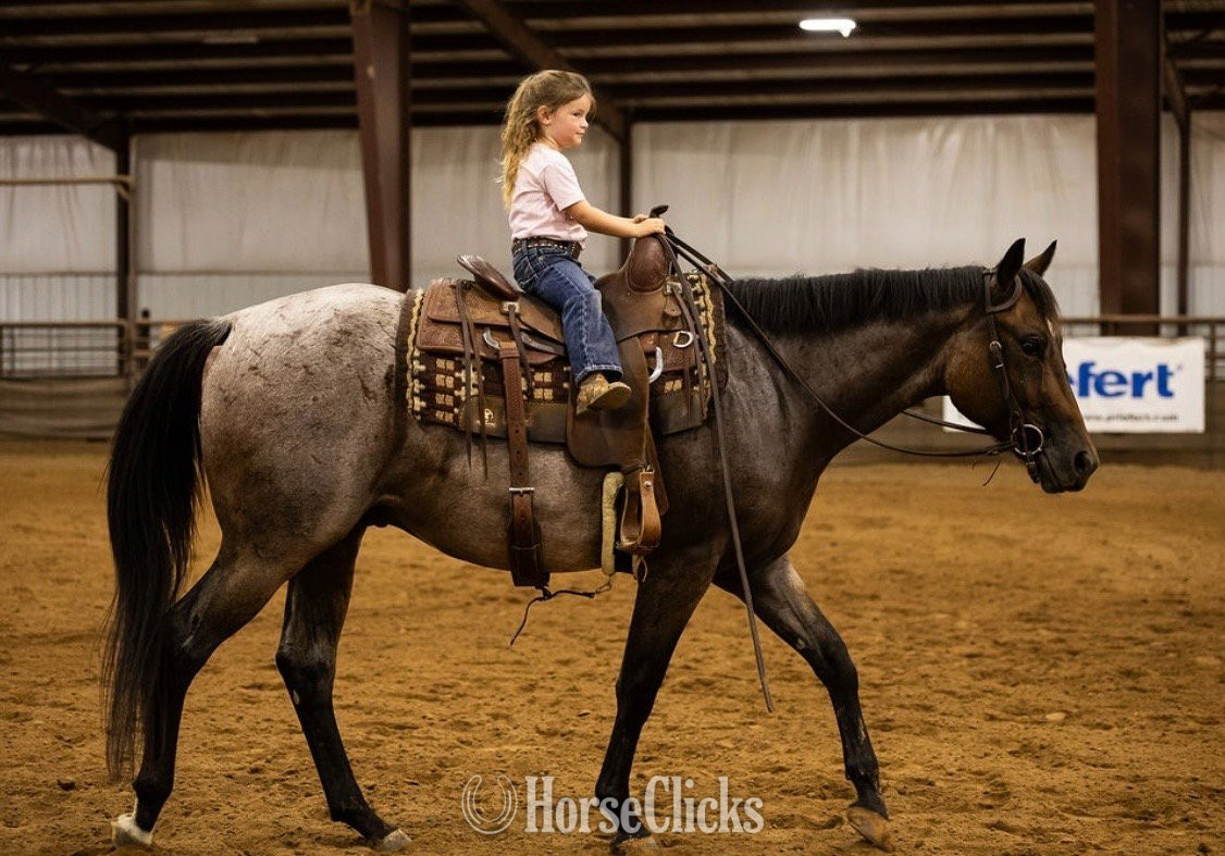 "LOPIN A GOODRIDE" Bay Roan Gelding Quarter Horse - Quarter Horse