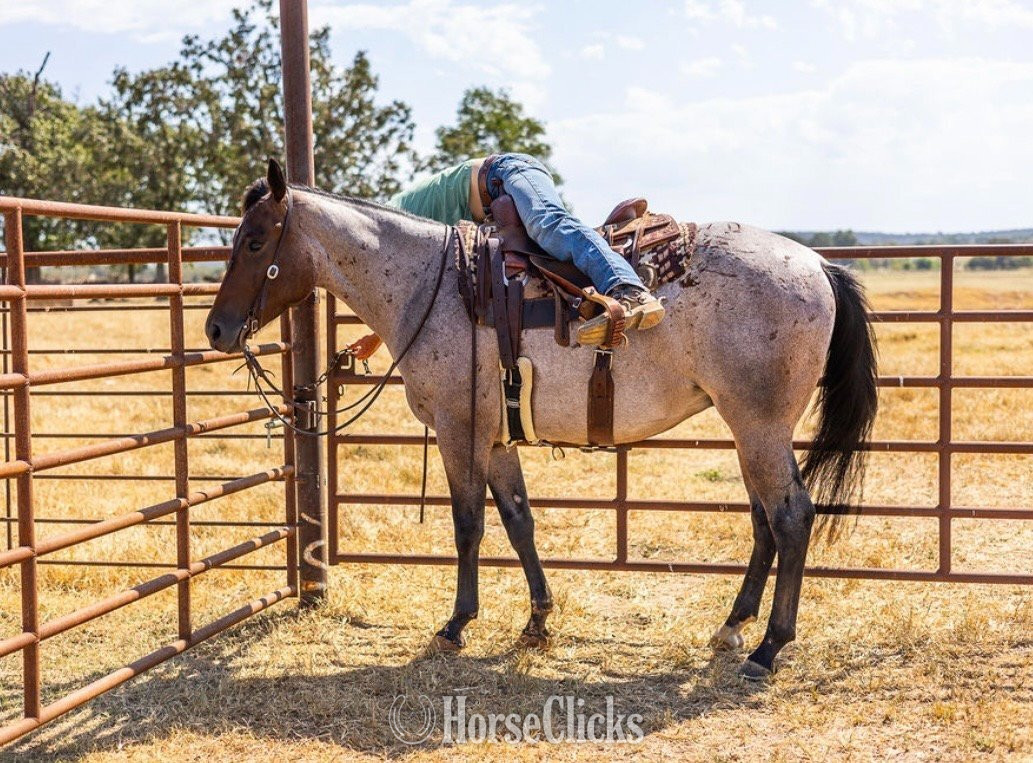 Quarter Horse - "LOPIN A GOODRIDE" Bay Roan Gelding Quarter Horse
