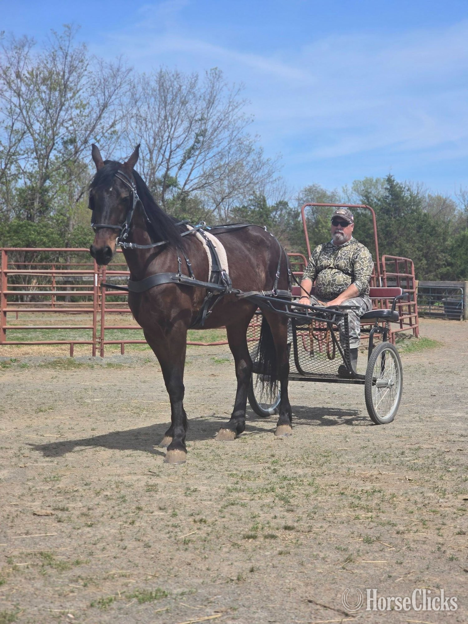 "Kiss Me Kate" Bay Mare Friesian in Virginia