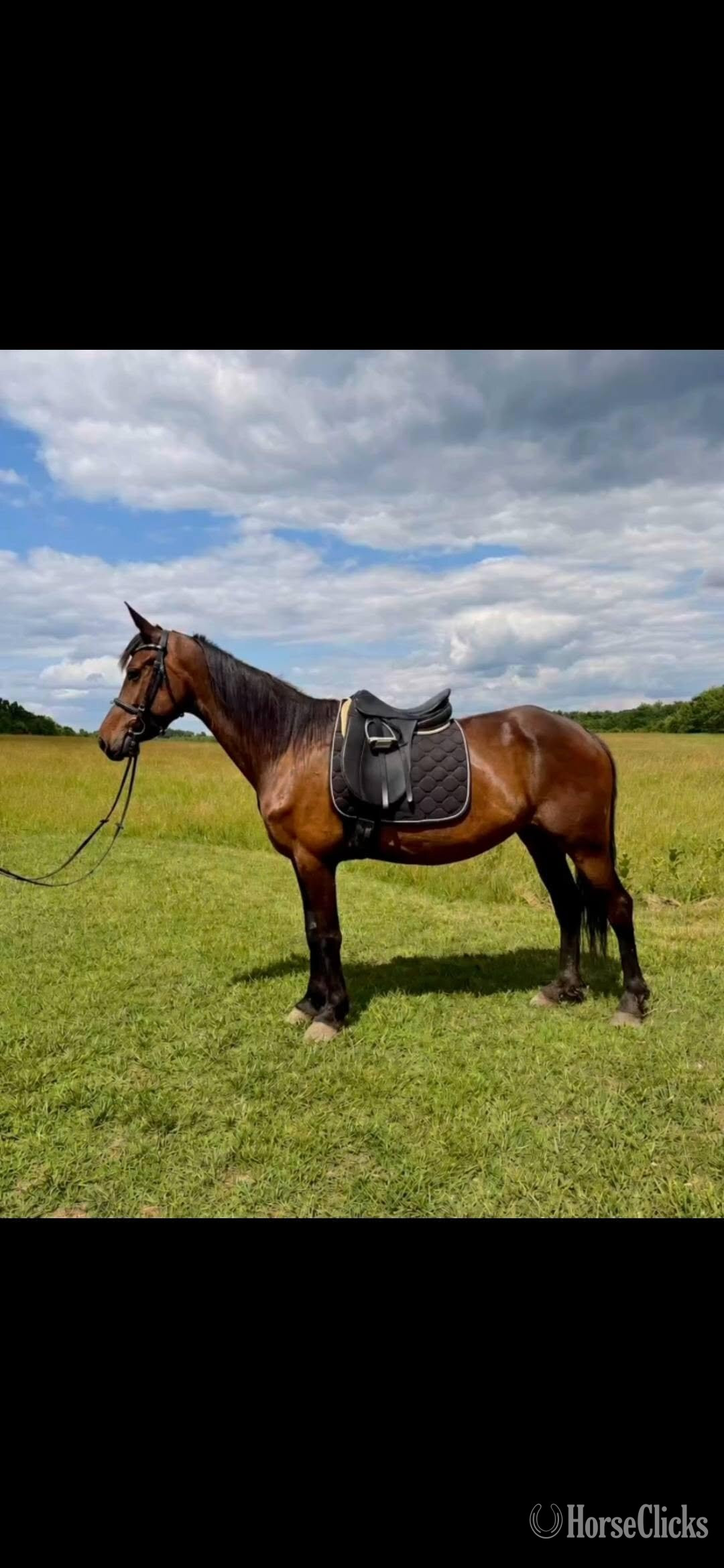 "Kiss Me Kate" Bay Mare Friesian in Virginia