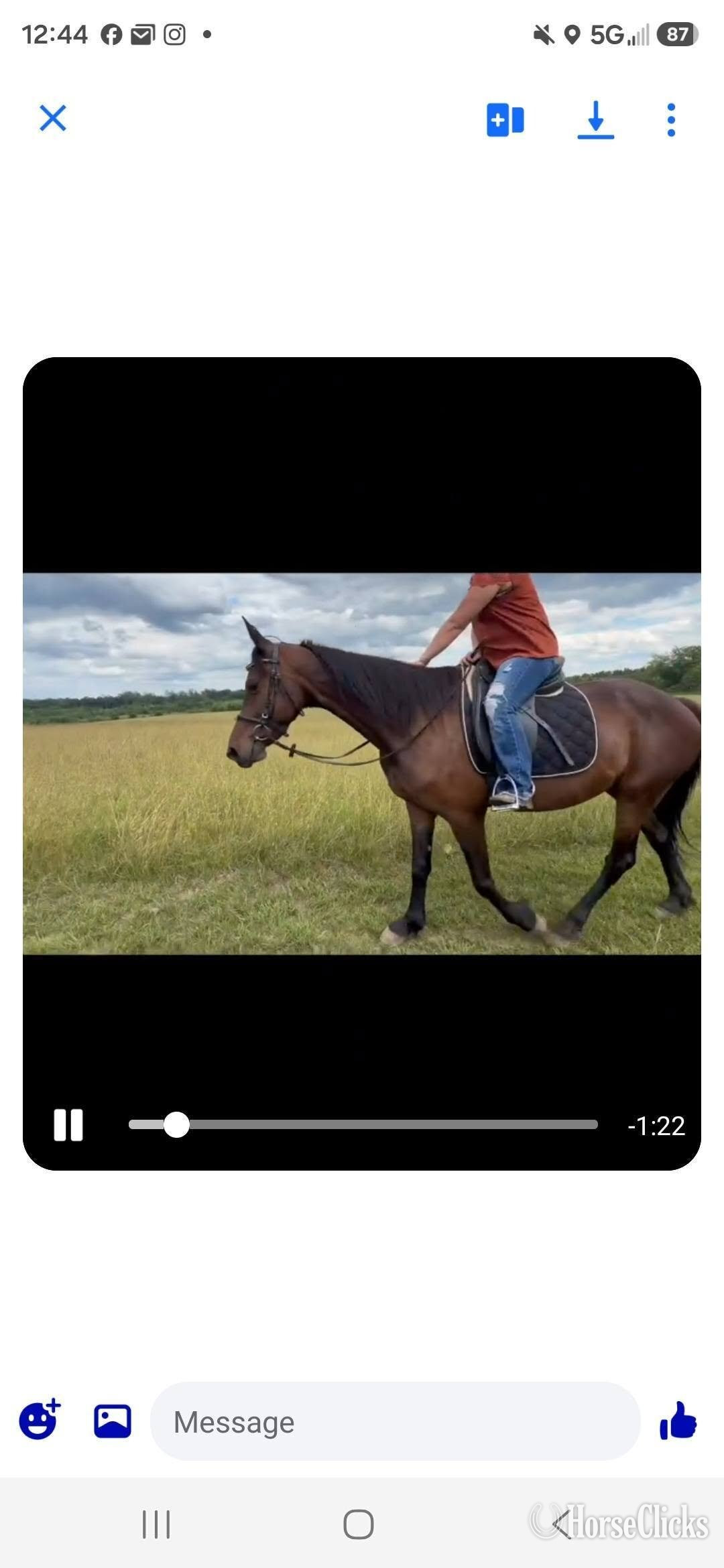 "Kiss Me Kate" Bay Mare Friesian
