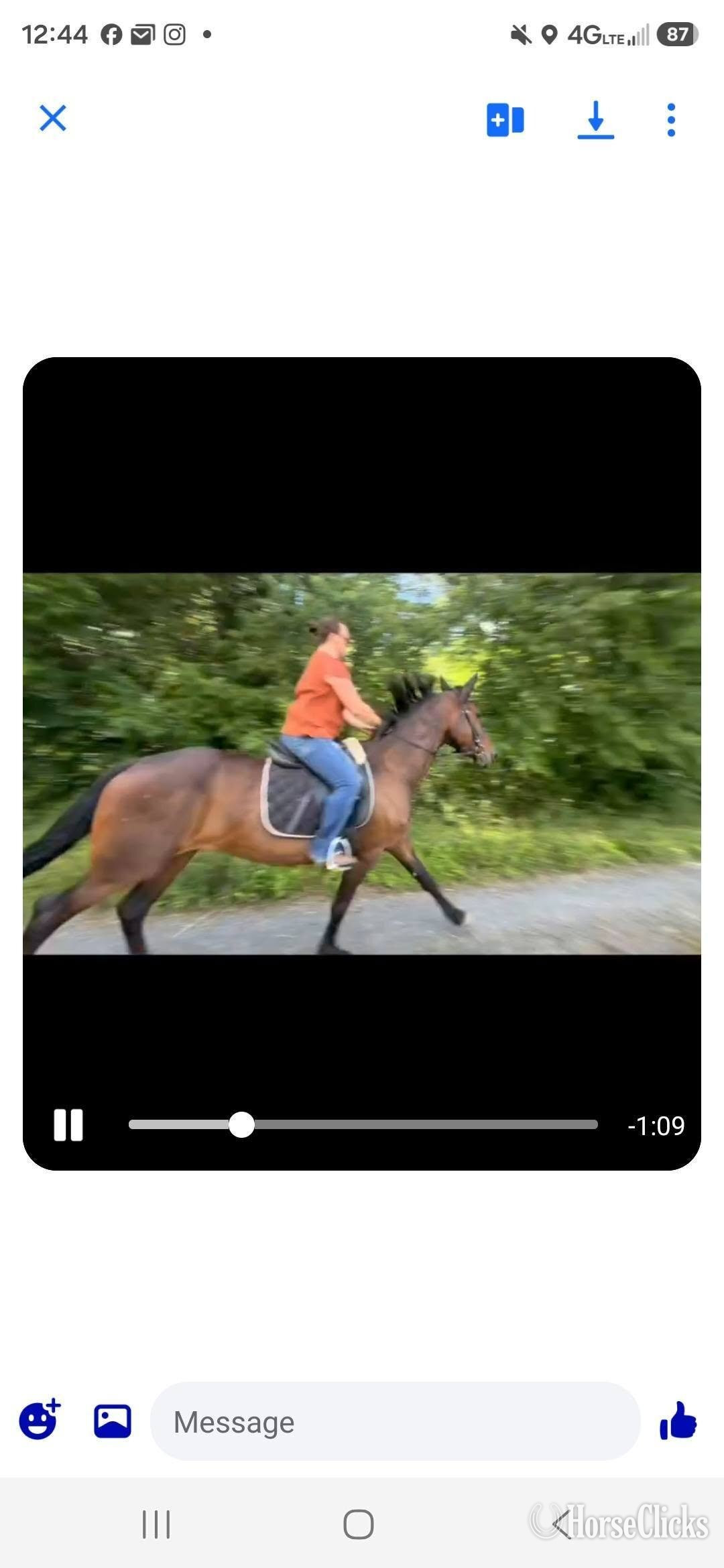 Virginia "Kiss Me Kate" Bay Mare Friesian