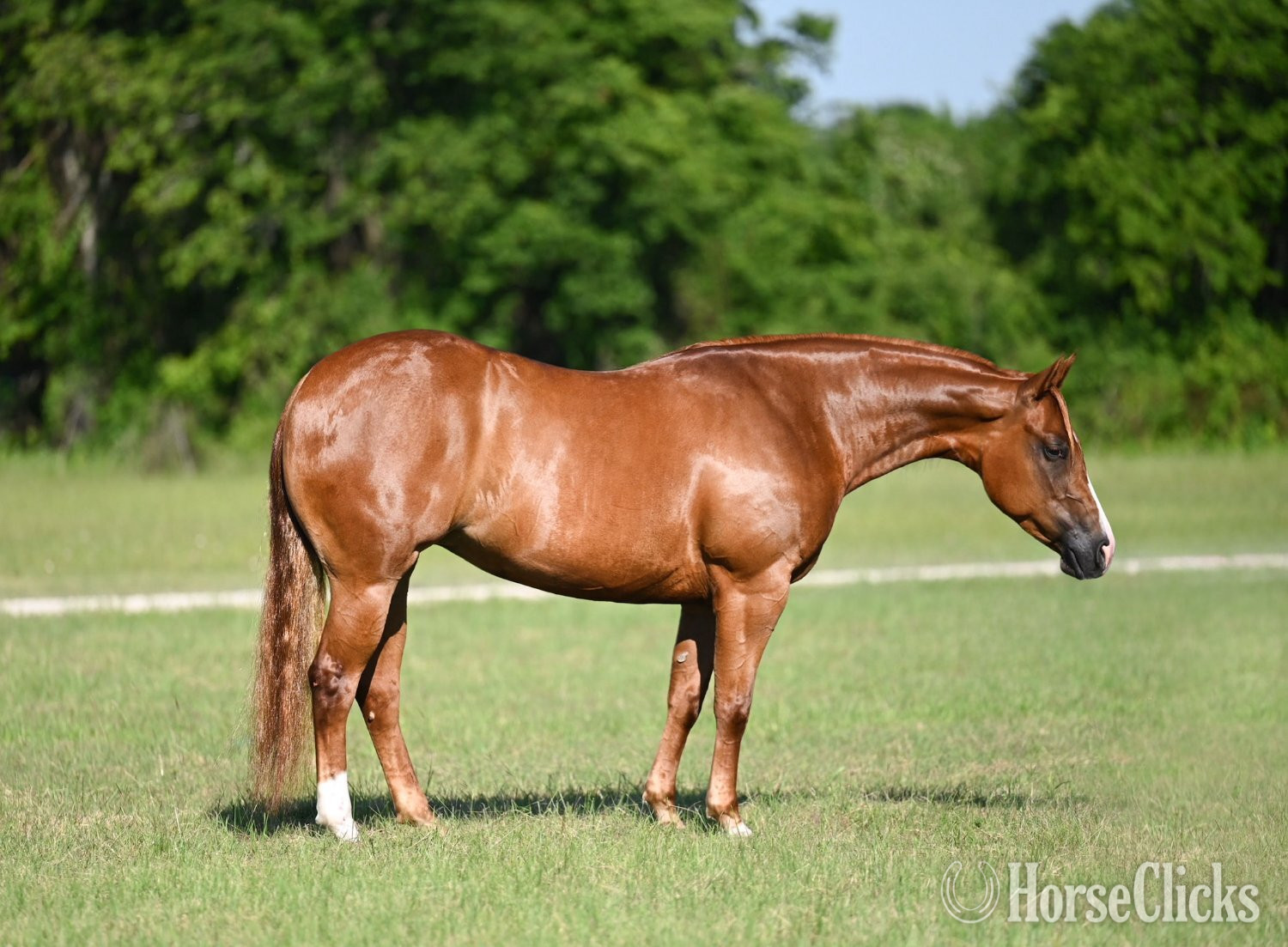 "Mamba" Sorrel Mare Quarter Horse in Texas