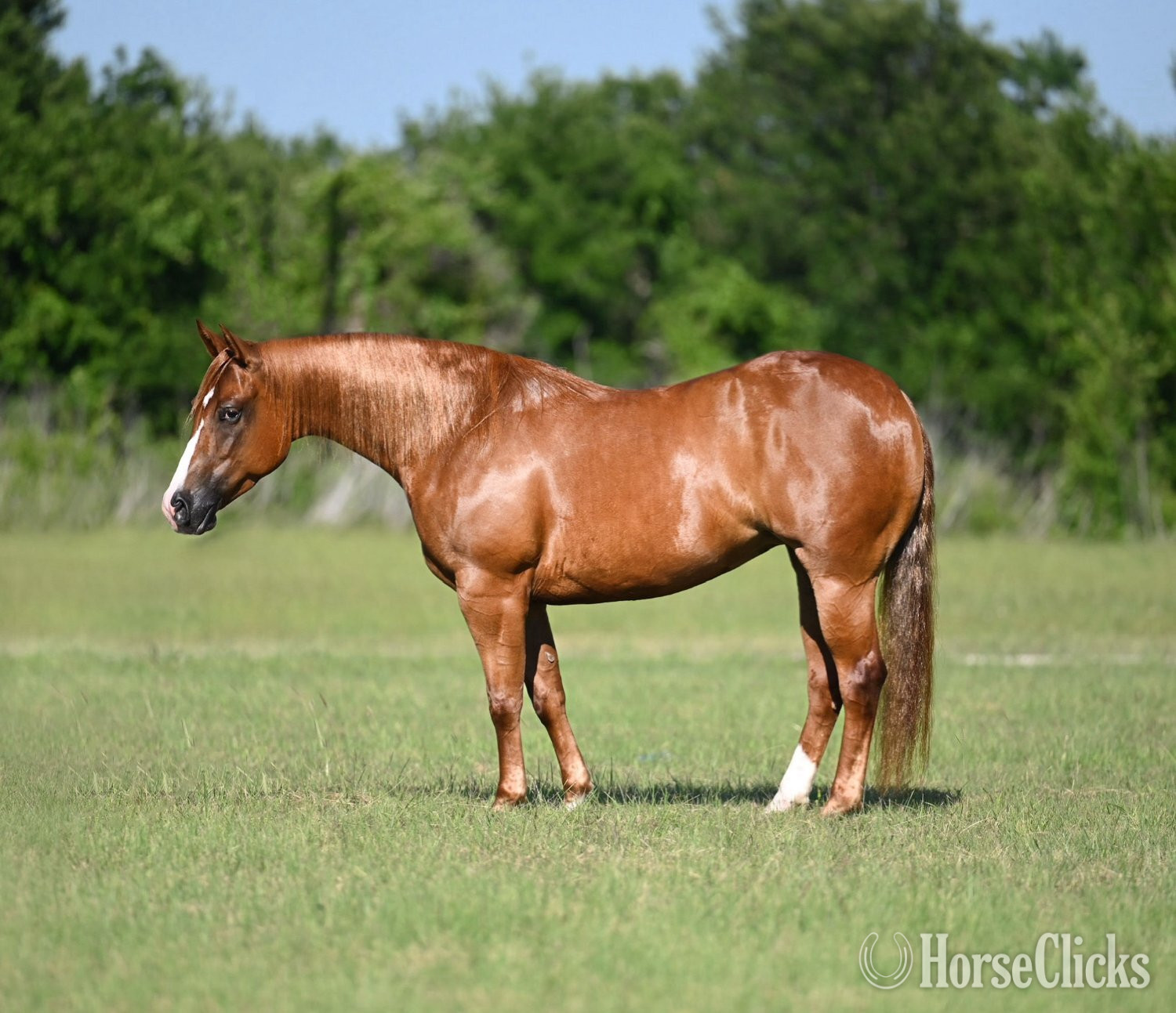 "Mamba" Sorrel Mare Quarter Horse
