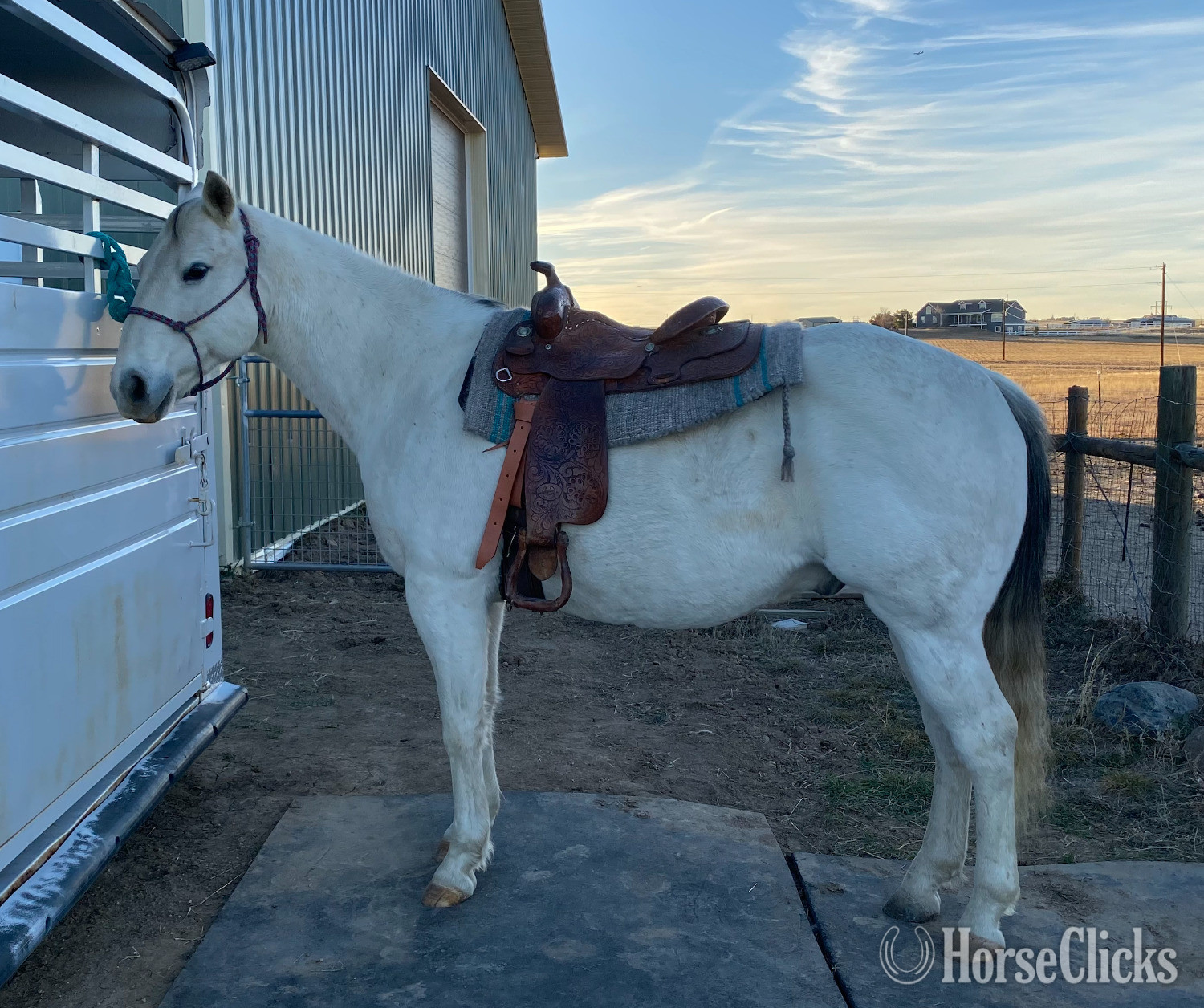"Grey Goose" Grey Gelding Quarter Horse in Colorado