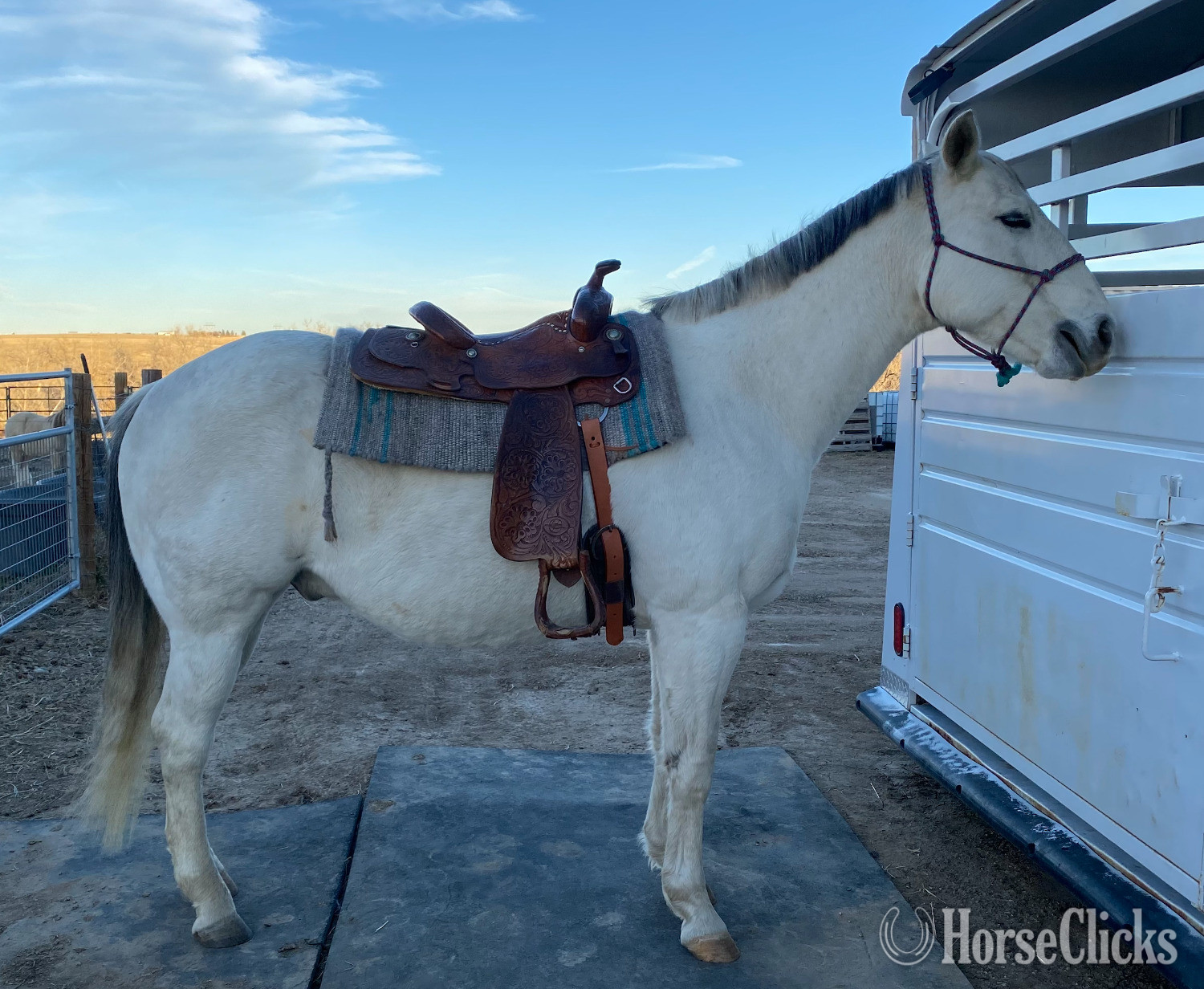 "Grey Goose" Grey Gelding Quarter Horse
