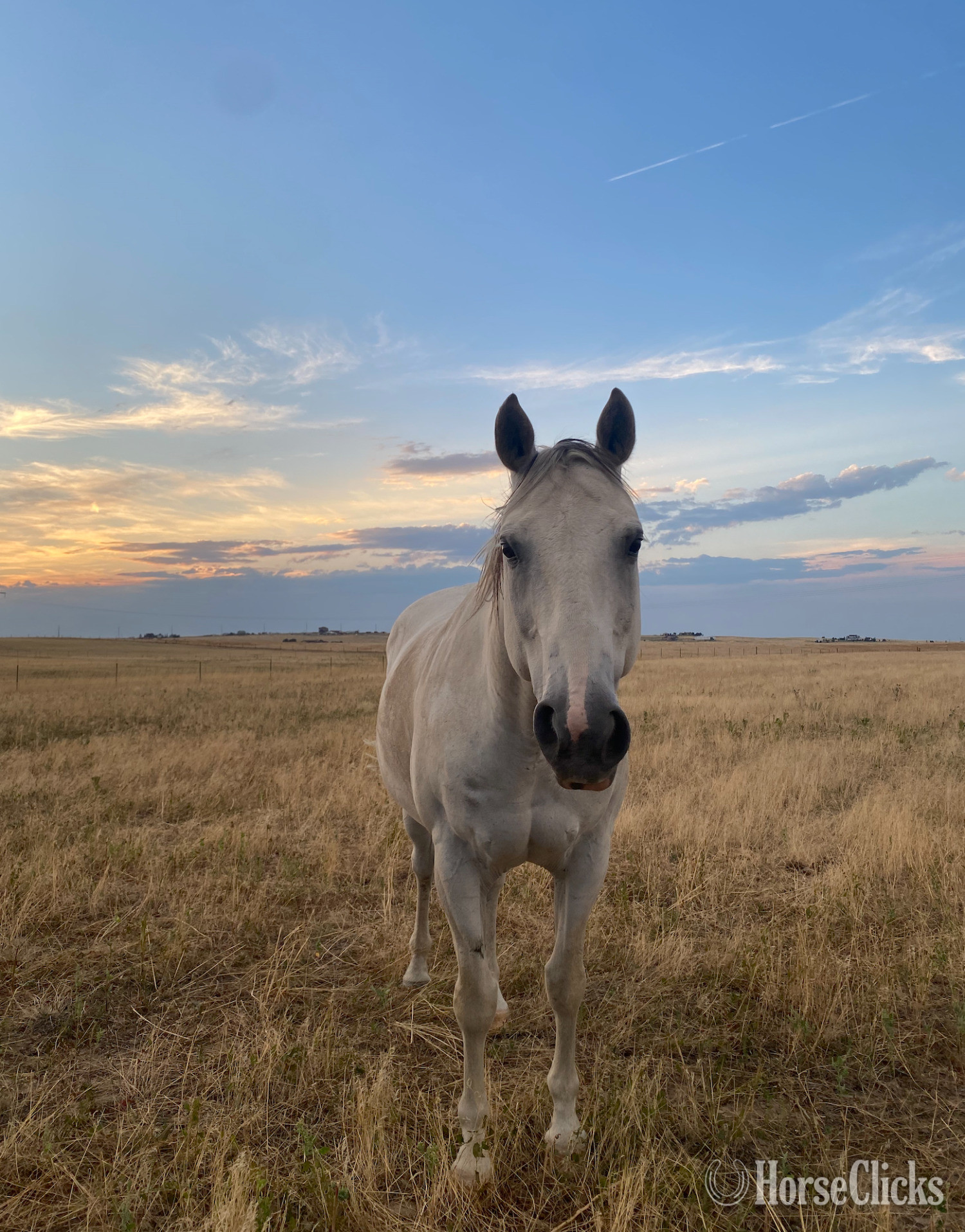 Colorado "Grey Goose" Grey Gelding Quarter Horse