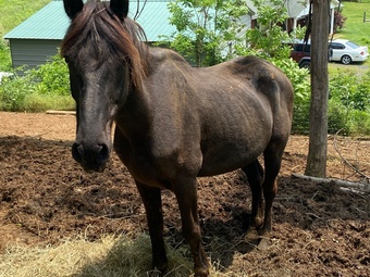 "Maverick " Black Gelding