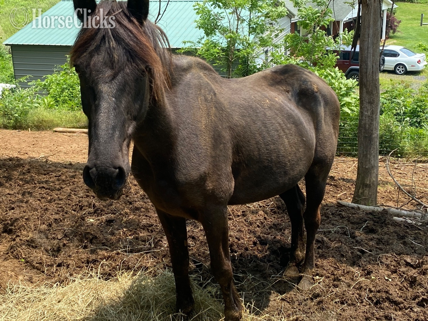 "Maverick " Black Gelding in North Carolina