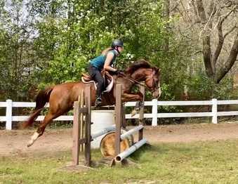 "Val " Bay Mare Quarter Pony