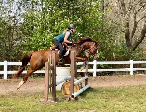 "Val " Bay Mare Quarter Pony in Georgia