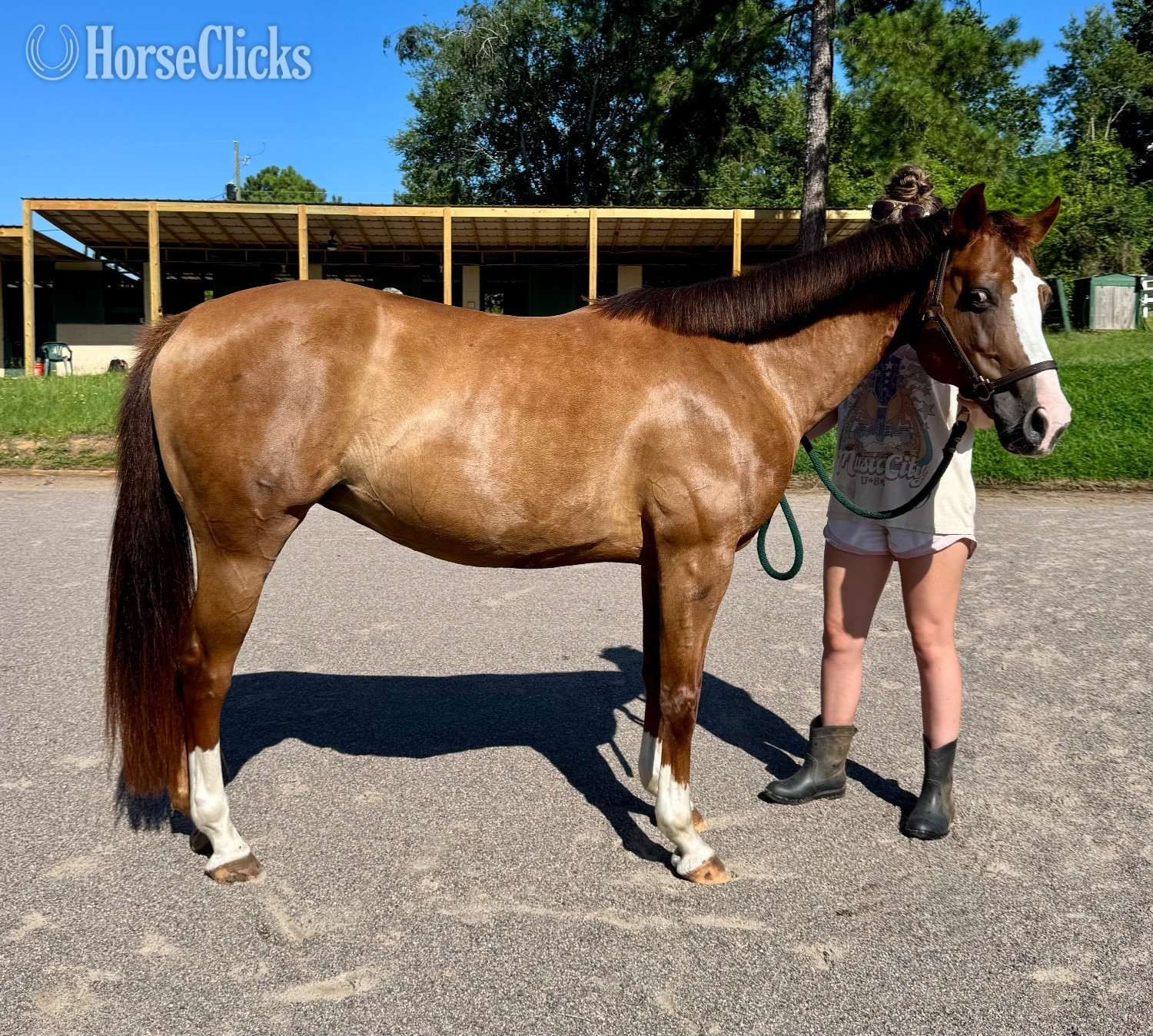 "Val " Bay Mare Quarter Pony