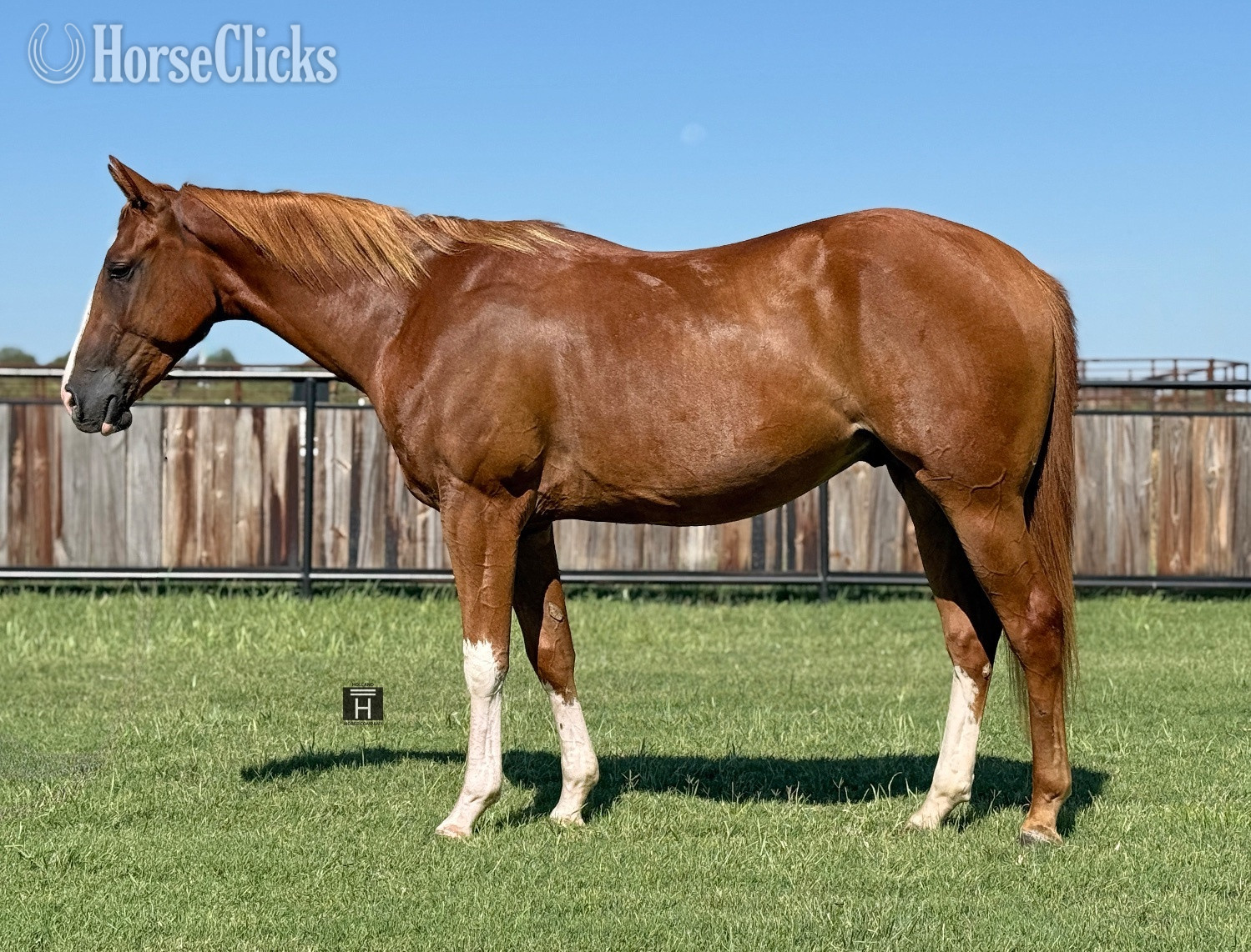 "Smokin Gotta Dual" Sorrel Gelding Quarter Horse in Texas