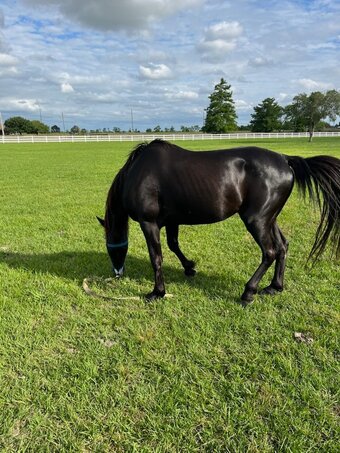 "Midnight" Black Stallion Tennessee Walker