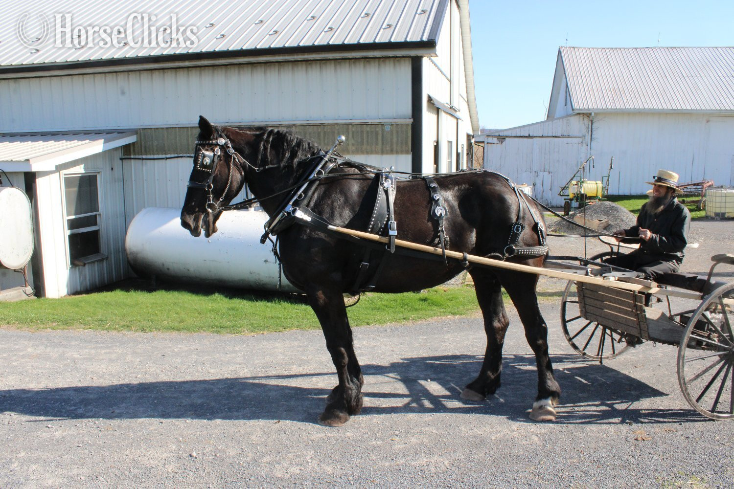 "Percheron Mare Registered and Ready for " Black Mare Percheron