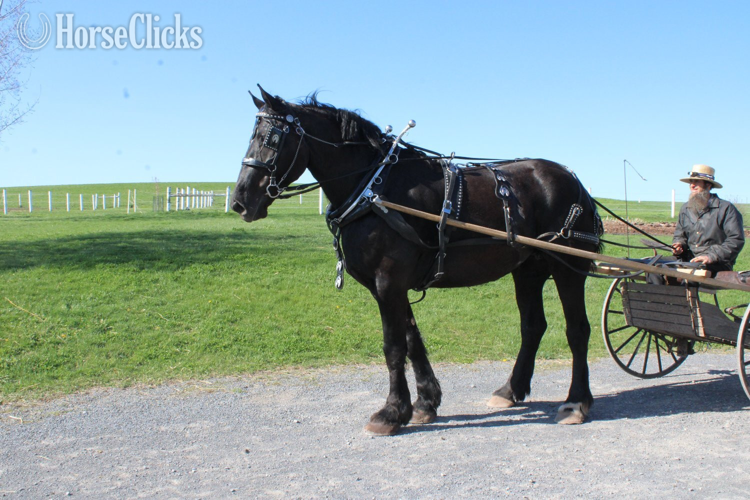 Pennsylvania "Percheron Mare Registered and Ready for " Black Mare Percheron