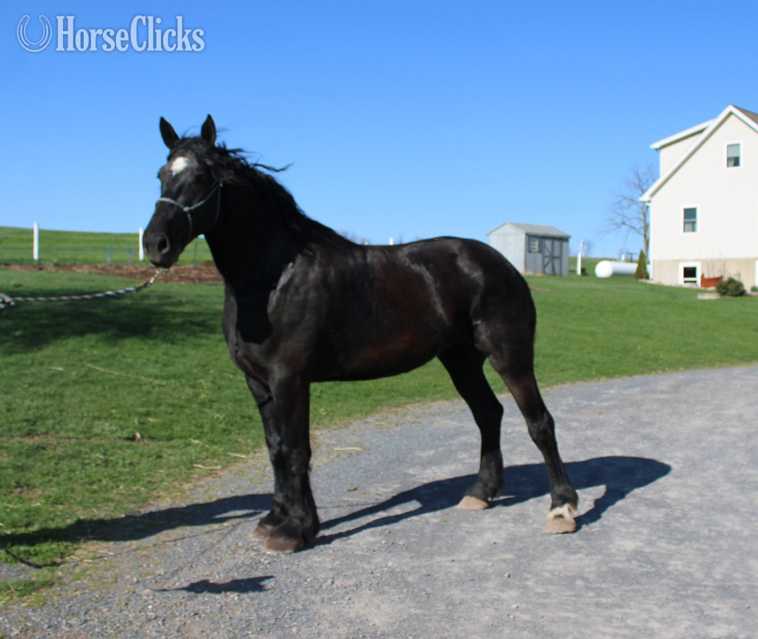 "Percheron Mare Registered and Ready for " Black Mare Percheron - Percheron in Pennsylvania