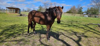 "Aba" Brown Gelding Mustang