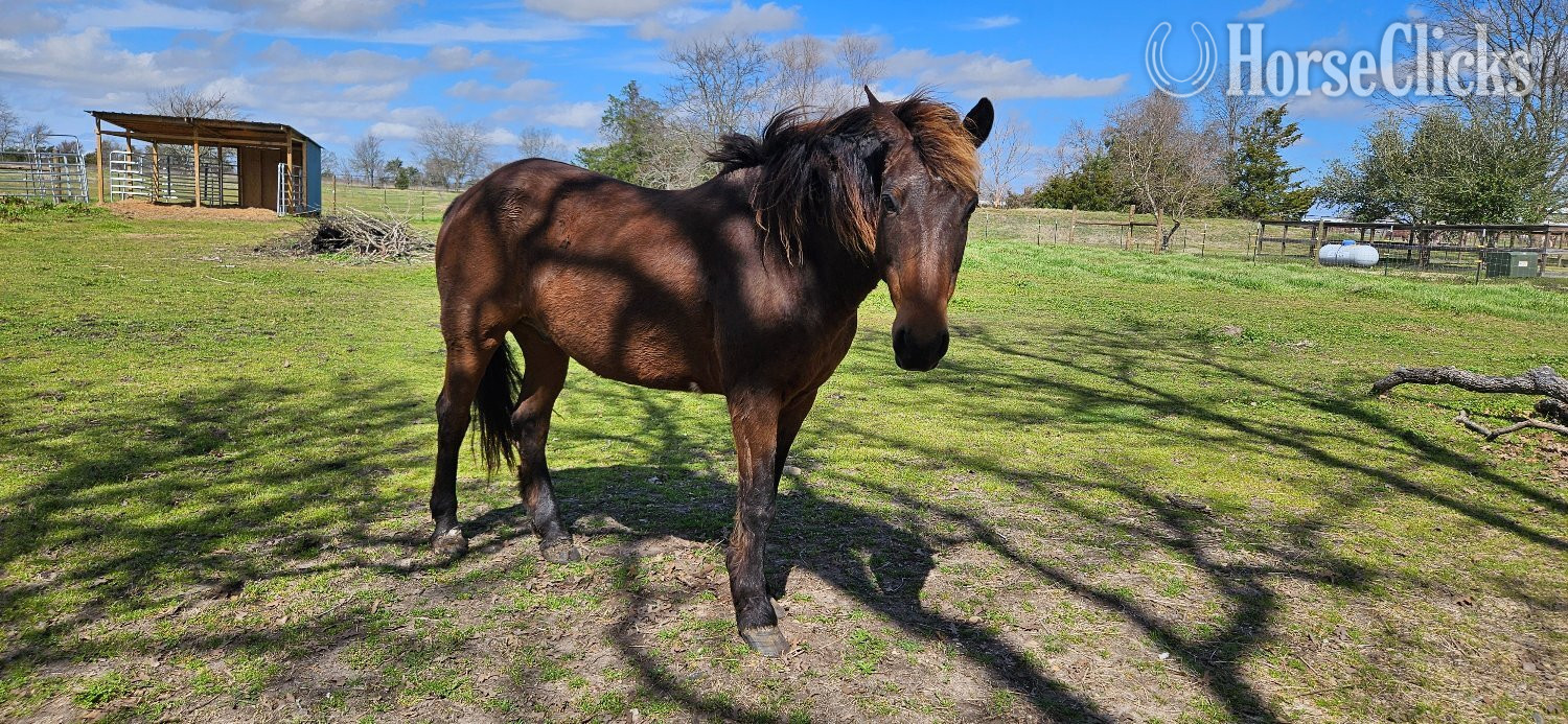 "Aba" Brown Gelding Mustang in Texas