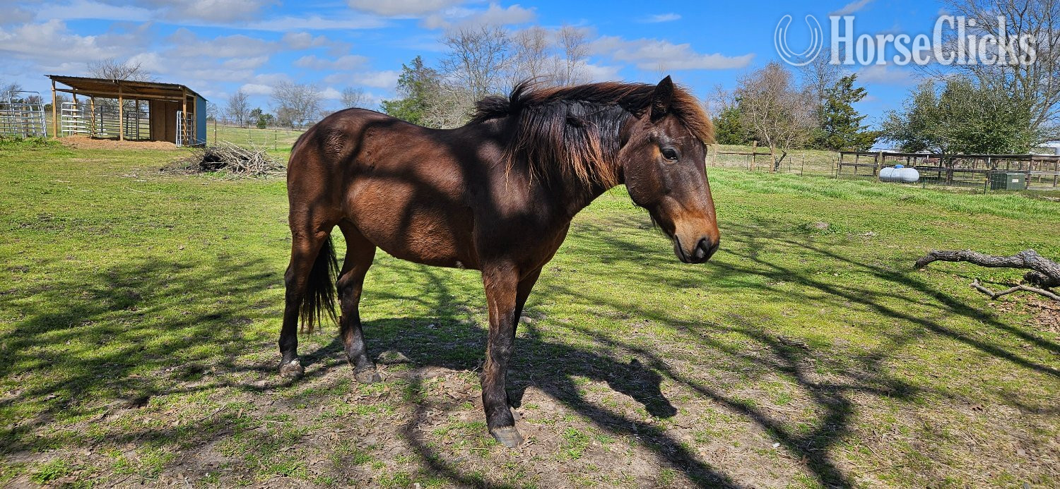 "Aba" Brown Gelding Mustang