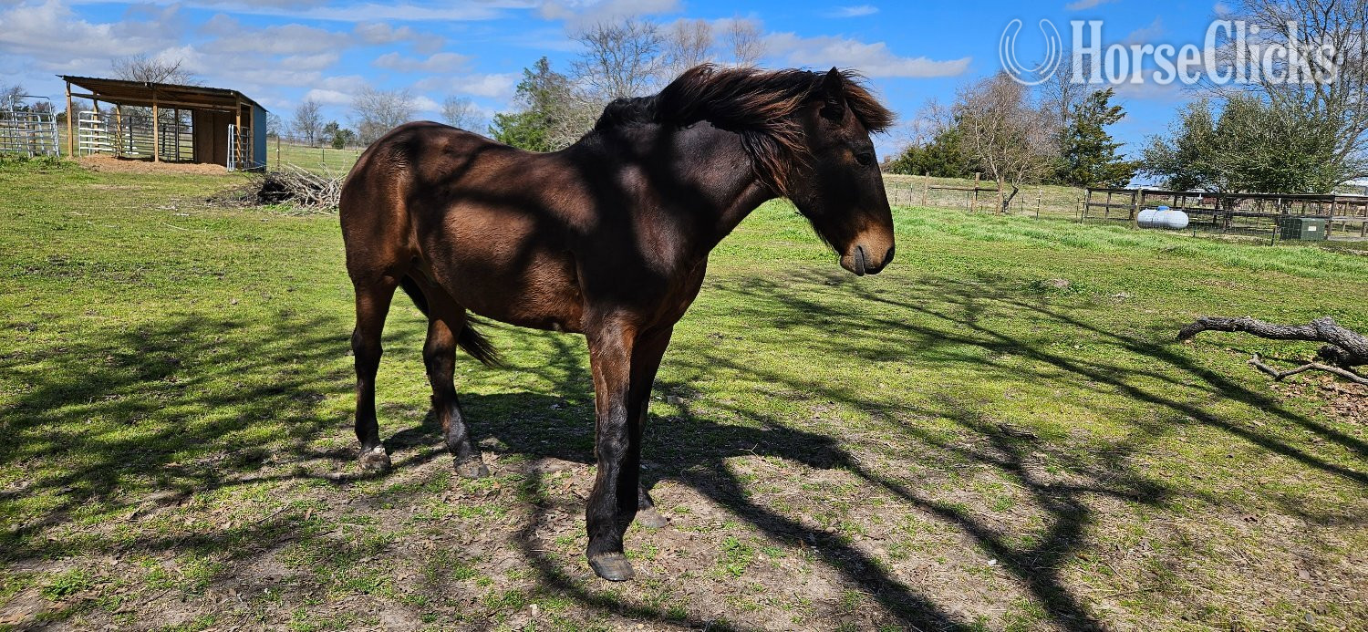 Texas "Aba" Brown Gelding Mustang