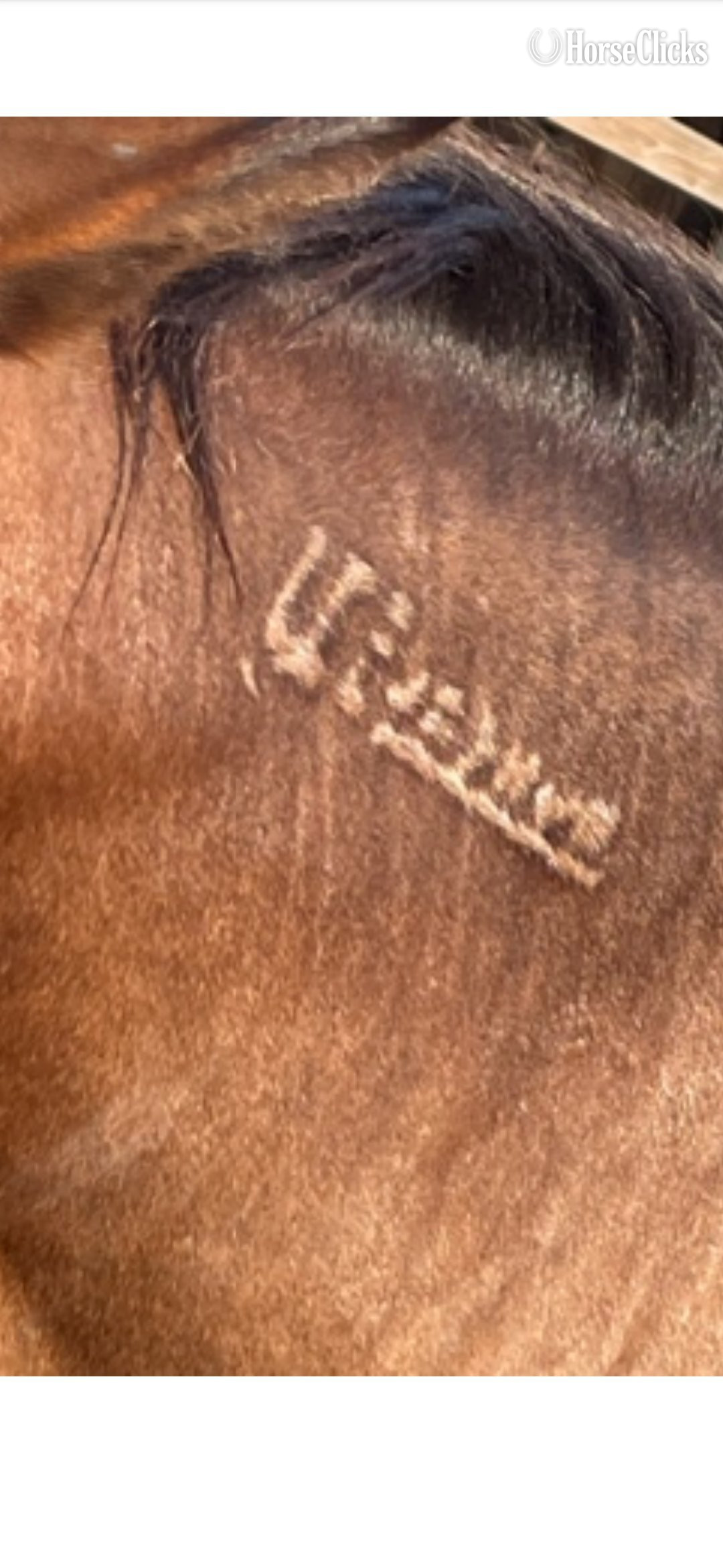 "Aba" Brown Gelding Mustang - Mustang in Texas