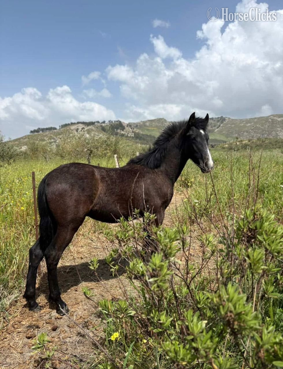"POLARIS"  Colt Spanish Mustang in Missouri