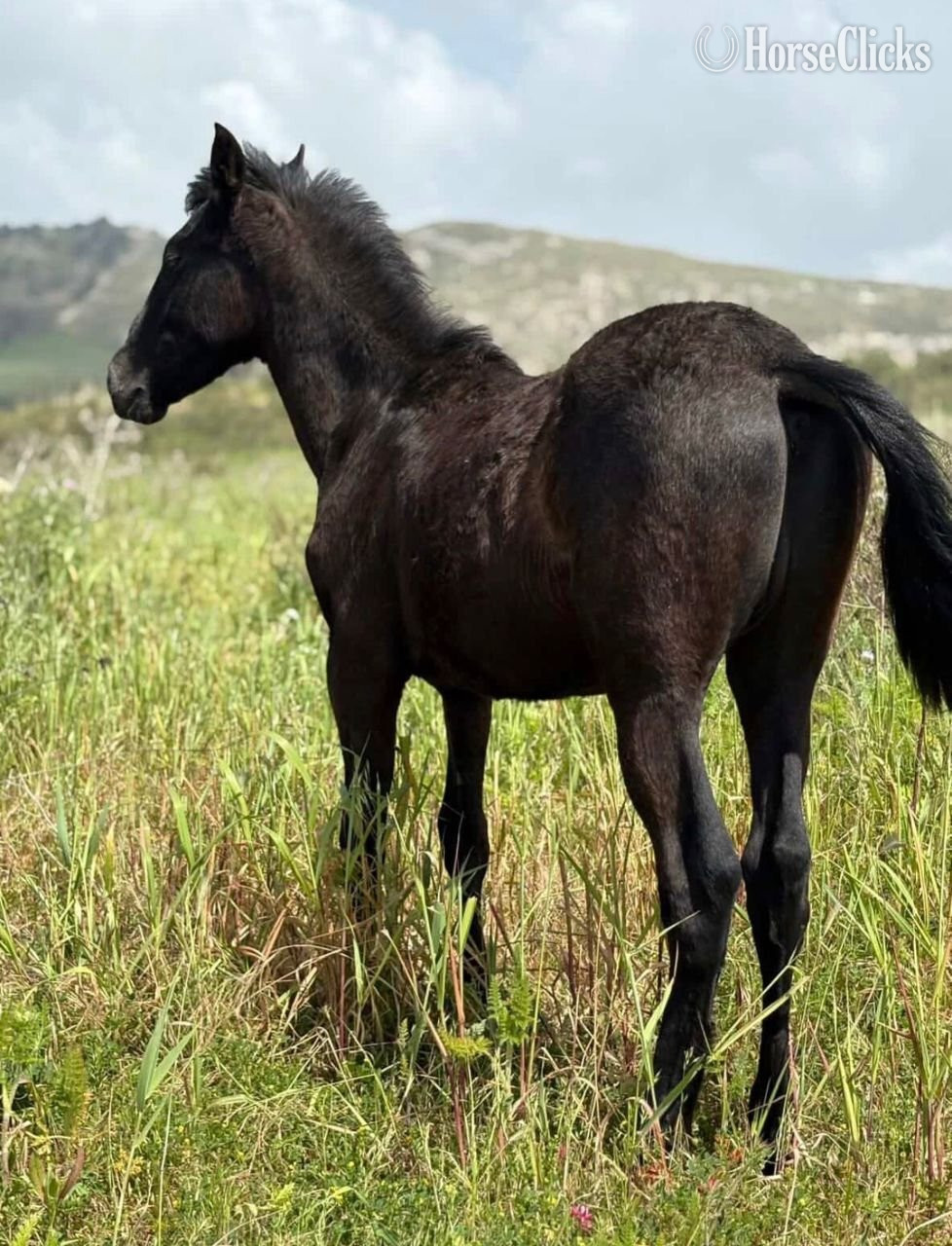 "POLARIS"  Colt Spanish Mustang