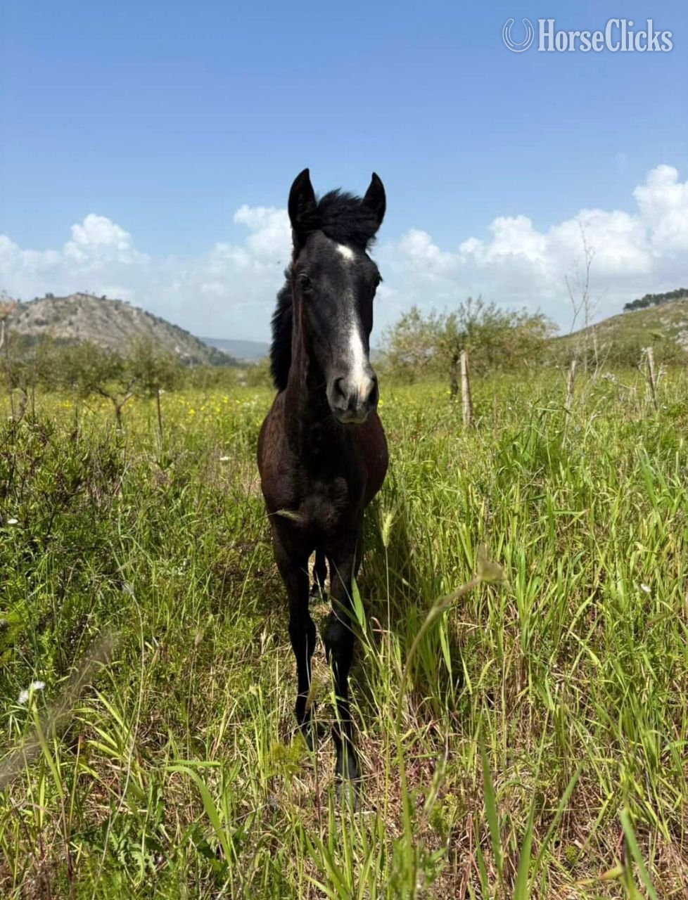 Missouri "POLARIS"  Colt Spanish Mustang