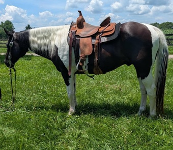"Checkers" Tabiano Gelding Paint
