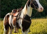 "ZERO" Black Gelding Spotted Saddle