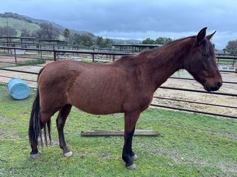 "Champion" Bay Gelding Azteca